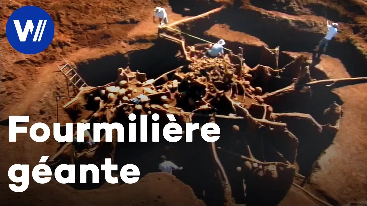 Documentaire Excavation d’une fourmilière souterraine géante au Brésil