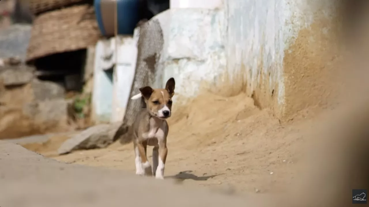 Documentaire Ici, les chiens parias deviennent des héros