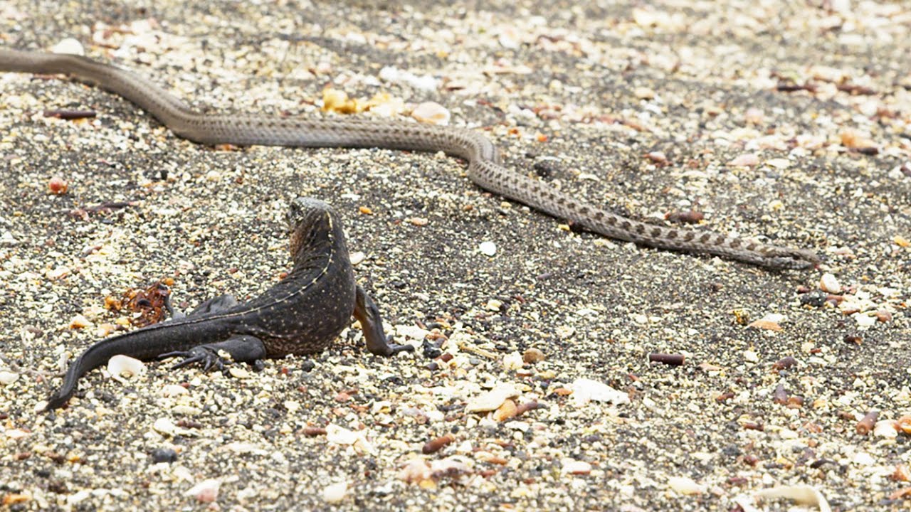 Iguane VS serpents : tension maximale