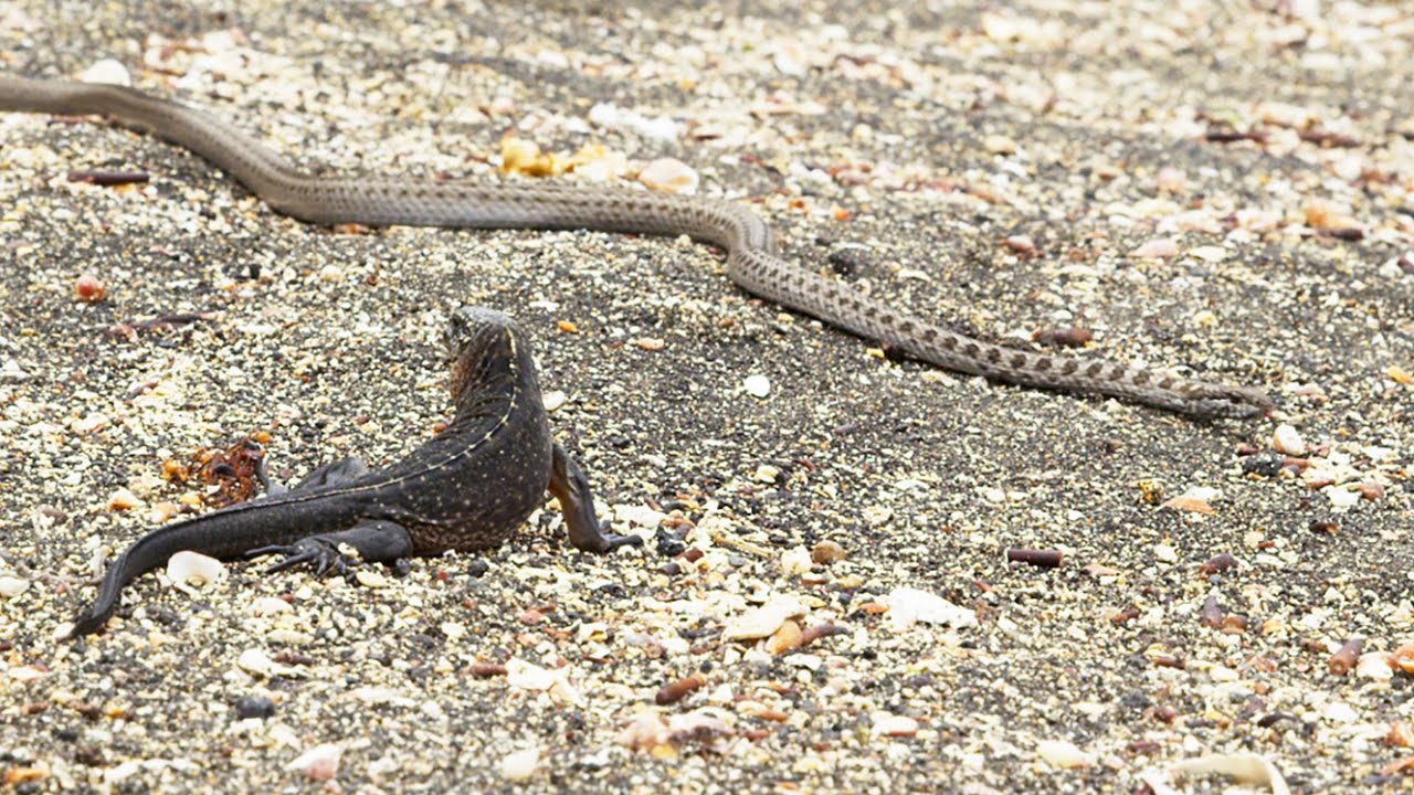 Documentaire Iguane VS serpents : tension maximale