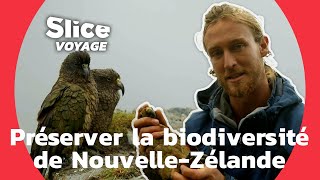 Kiwis, keas et éponges : à la découverte de la faune néo-zélandaise