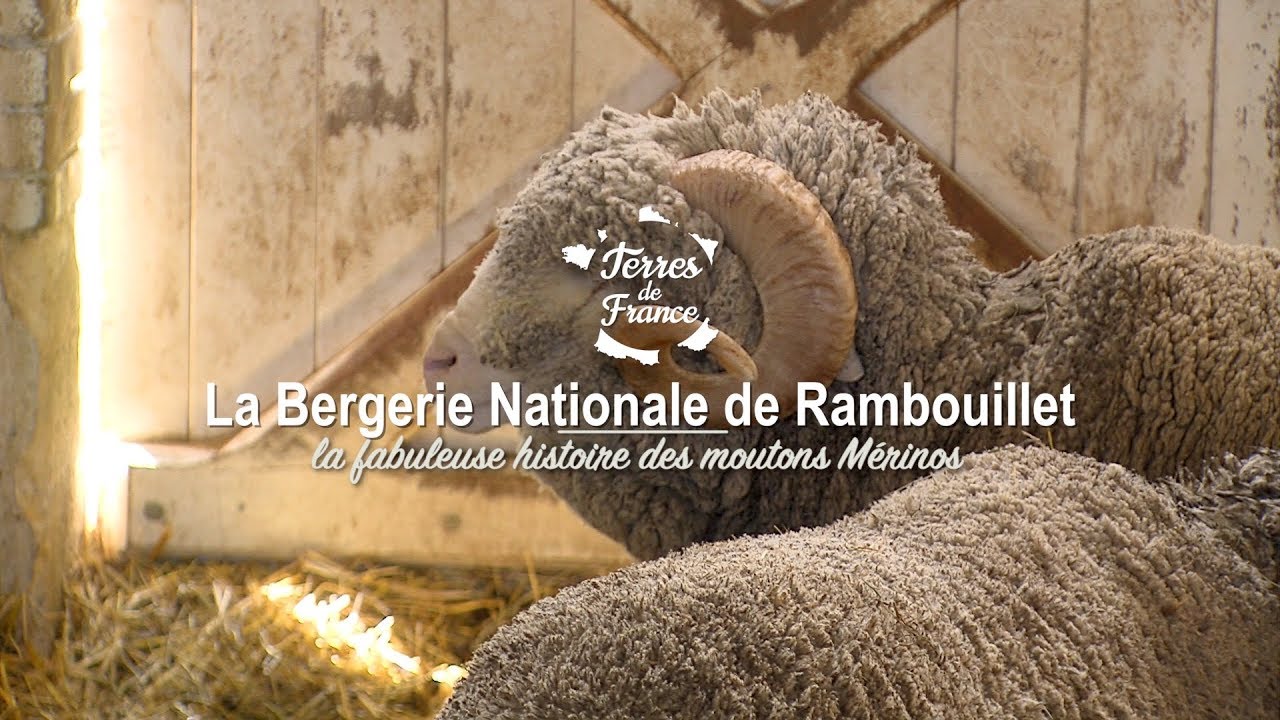 Documentaire La Bergerie Nationale de Rambouillet, la fabuleuse histoire des moutons Mérinos