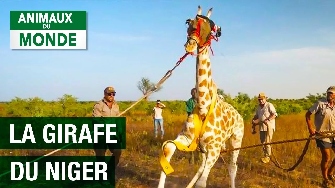 Documentaire La dernière girafe