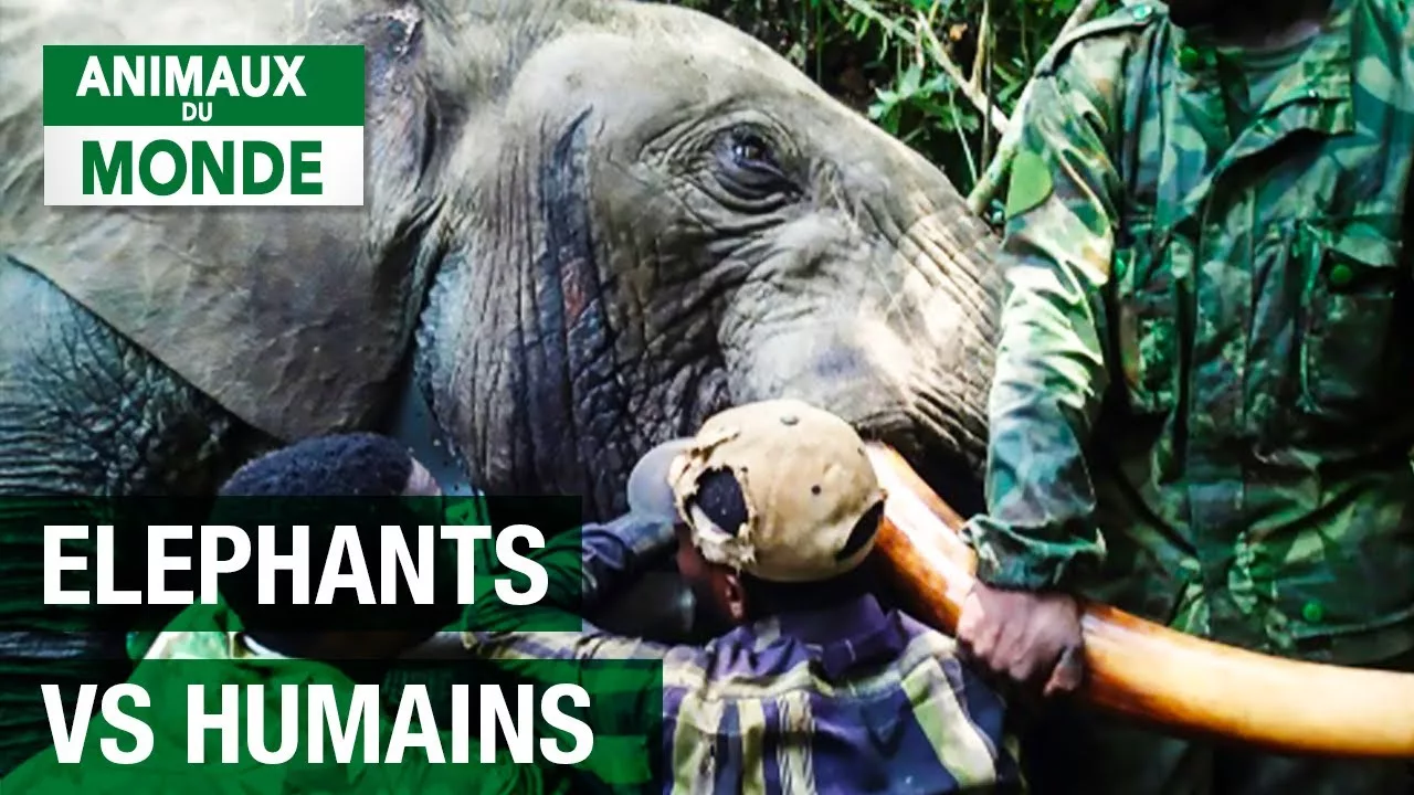 Documentaire La guerre des éléphants : face à face avec les pillards