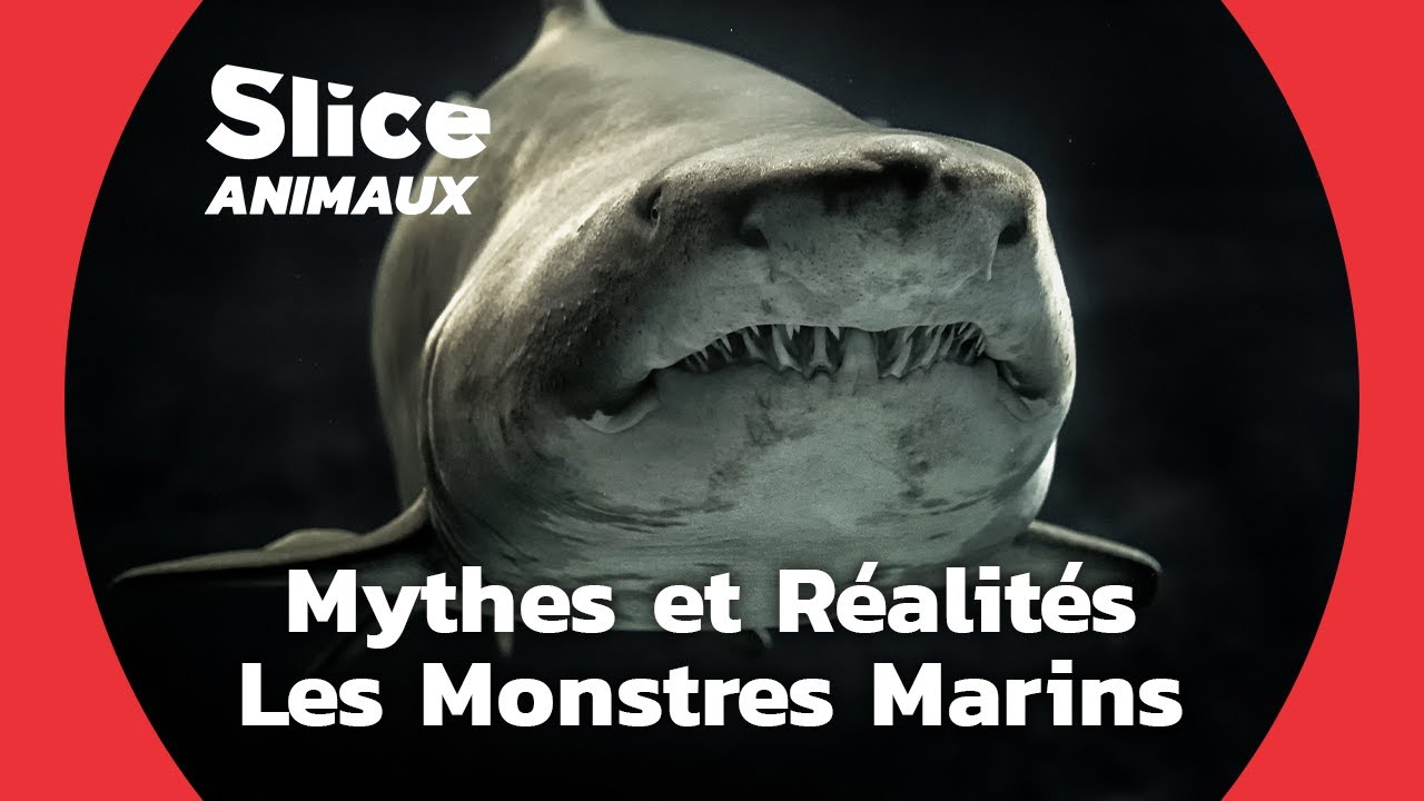 La peur que suscite les géants des mers