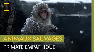 Documentaire La compassion chez les macaques