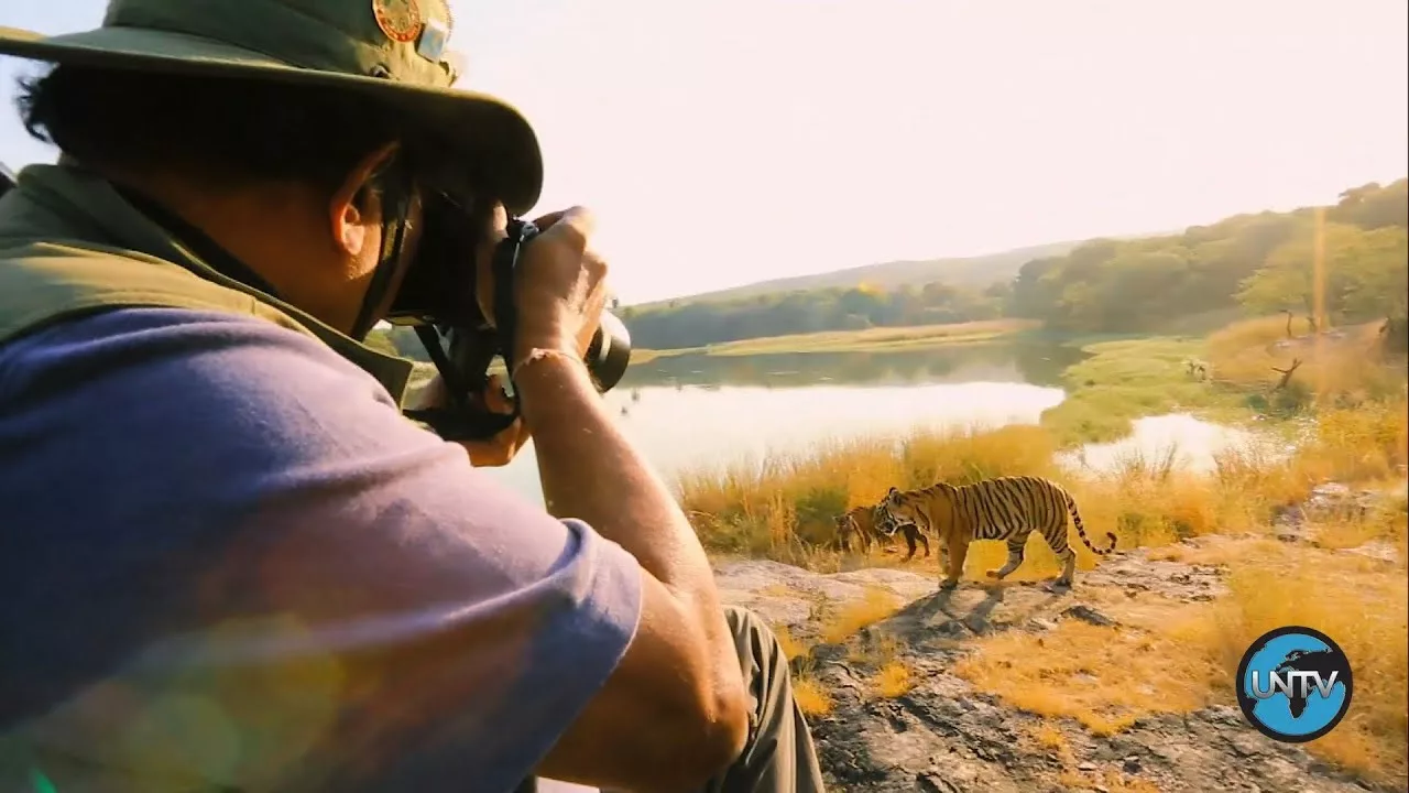 Documentaire La lutte pour protéger les tigres en Inde