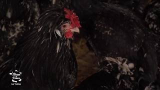 La poule de Houdan chez Eric Sanceau