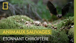La surprenante chauve-souris à queue courte de Nouvelle-Zélande