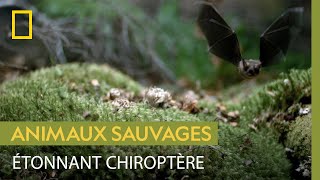 Documentaire La surprenante chauve-souris à queue courte de Nouvelle-Zélande