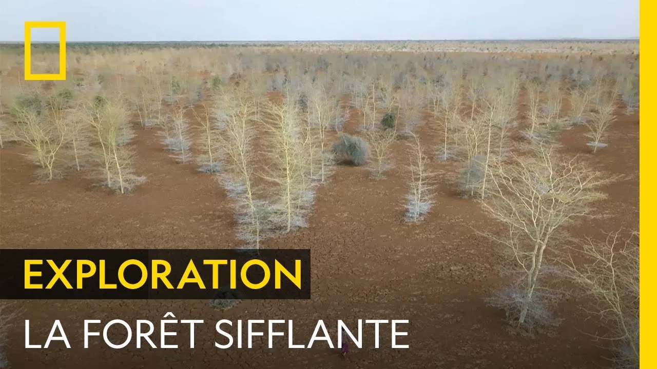 Documentaire L’atmosphère si particulière de la forêt sifflante du désert de Chalbi