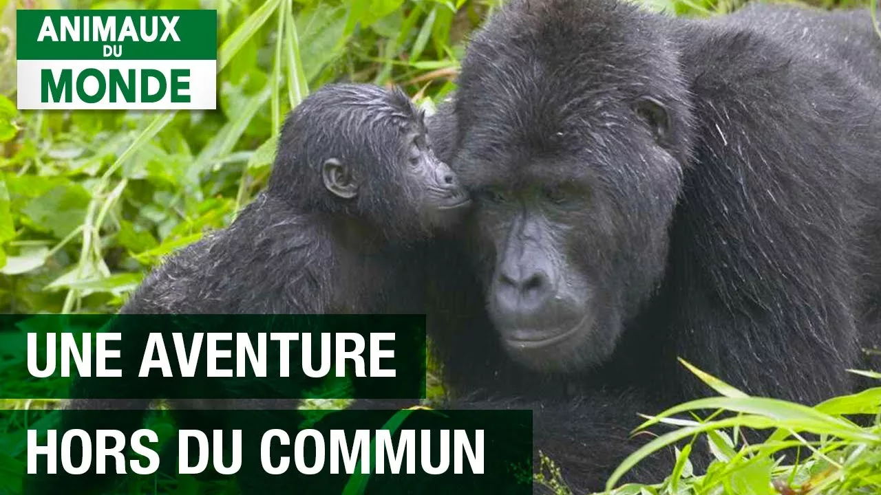 Documentaire L’aventure des gorilles réintroduits au Gabon