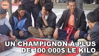 Documentaire Le Cordyceps : cette chenille-champignon tibétaine plus chère que de l’or