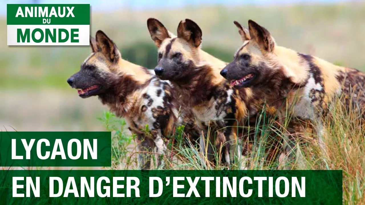 Le chien sauvage d'Afrique en danger d'extinctions - Lycaon