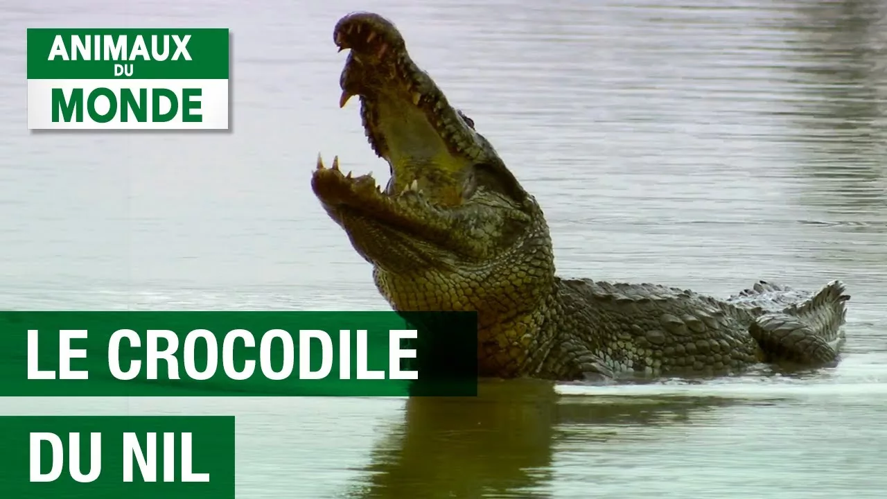 Documentaire Le crocodile du Nil
