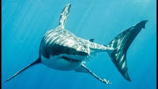 Le grand requin blanc a un camouflage inattendu