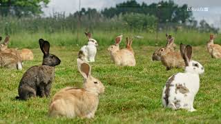 Le lapin, taillé pour survivre