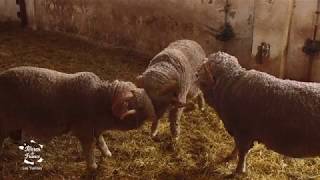 Le mouton Mérinos de Rambouillet