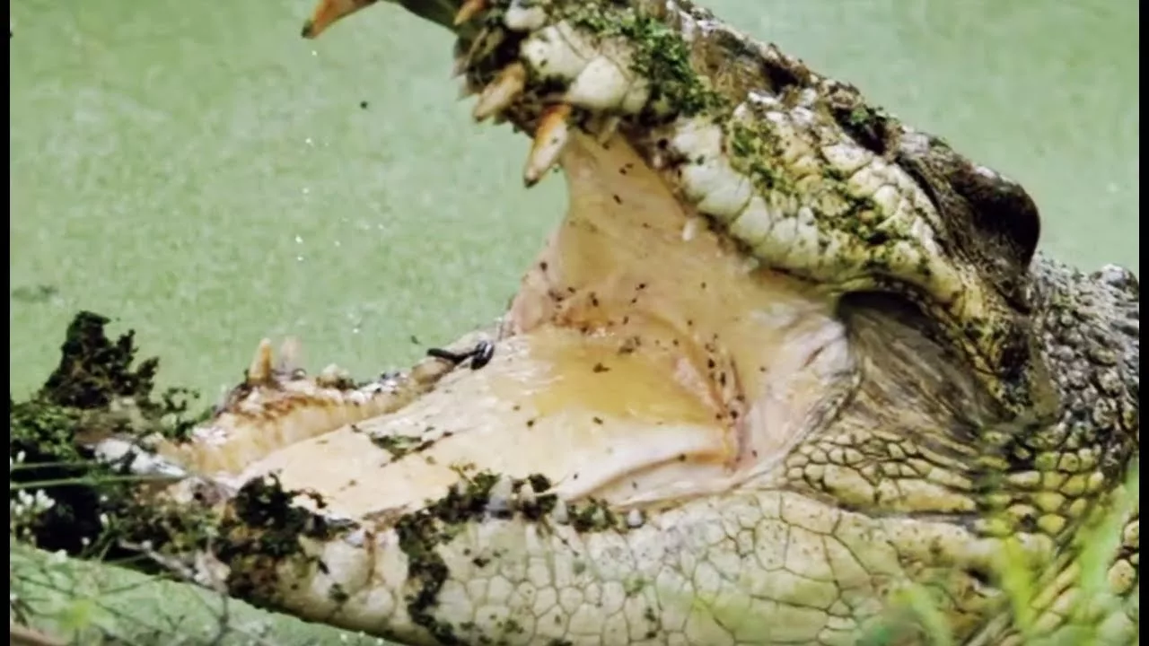 Documentaire Le plus grand crocodile du monde