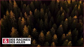 Le secret des luthiers du Jura