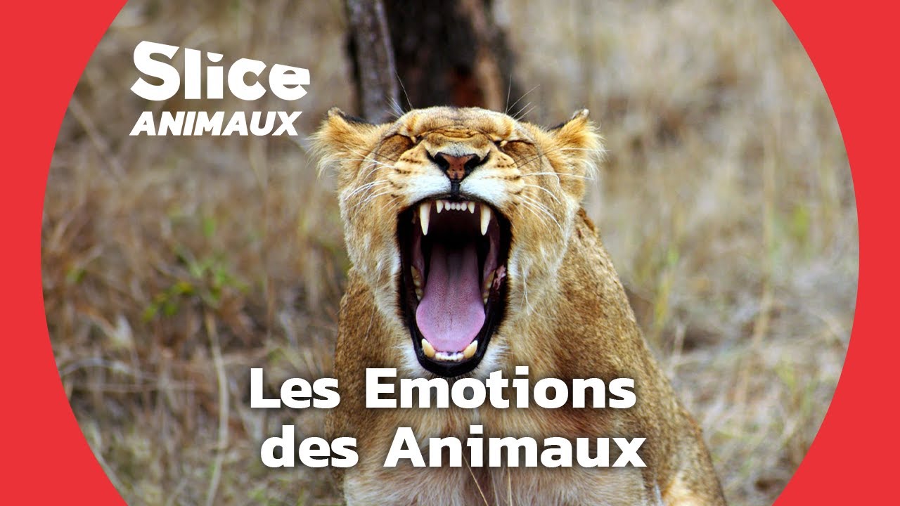 Documentaire Les animaux ont-Ils des émotions ?
