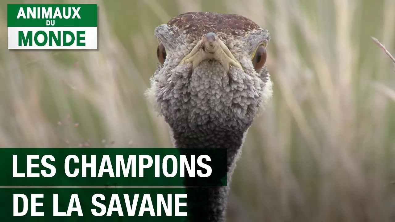 Documentaire Les champions de la savane