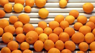 Documentaire Les secrets de l’orange industrielle espagnole