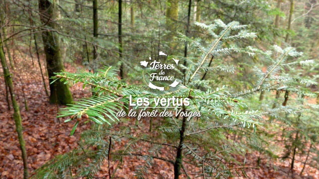 Documentaire Les vertus de la forêt des Vosges