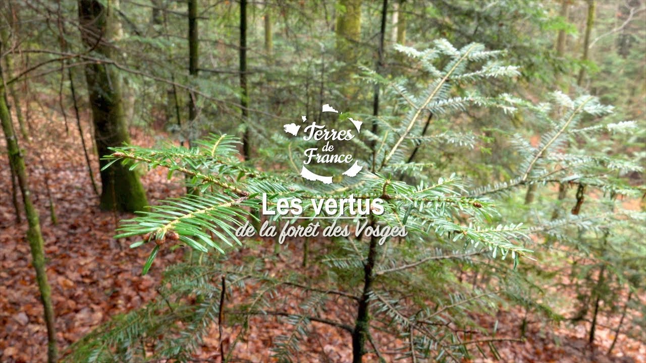 Les vertus de la forêt des Vosges