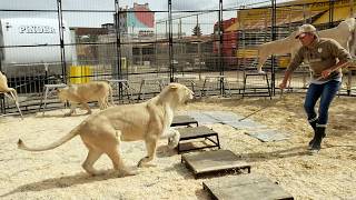 Documentaire Lions, crocodiles : dompteurs d’animaux sauvages, un des métiers les plus dangereux au monde