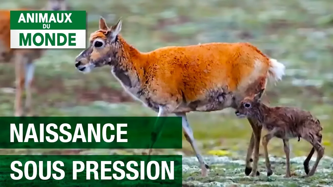 Mission naissance : l'antilope tibétaine en péril