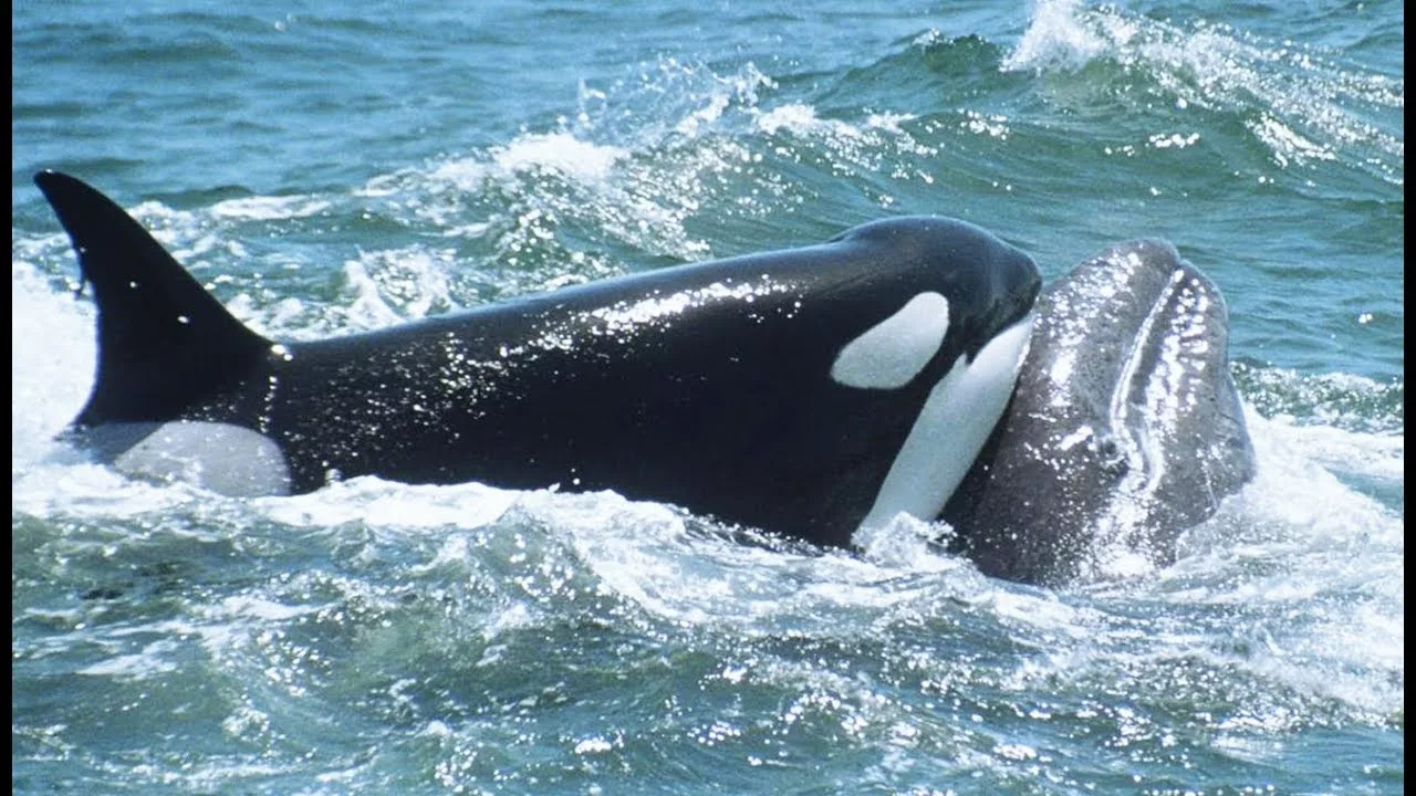 Documentaire Orques VS baleineau : l’incroyable histoire