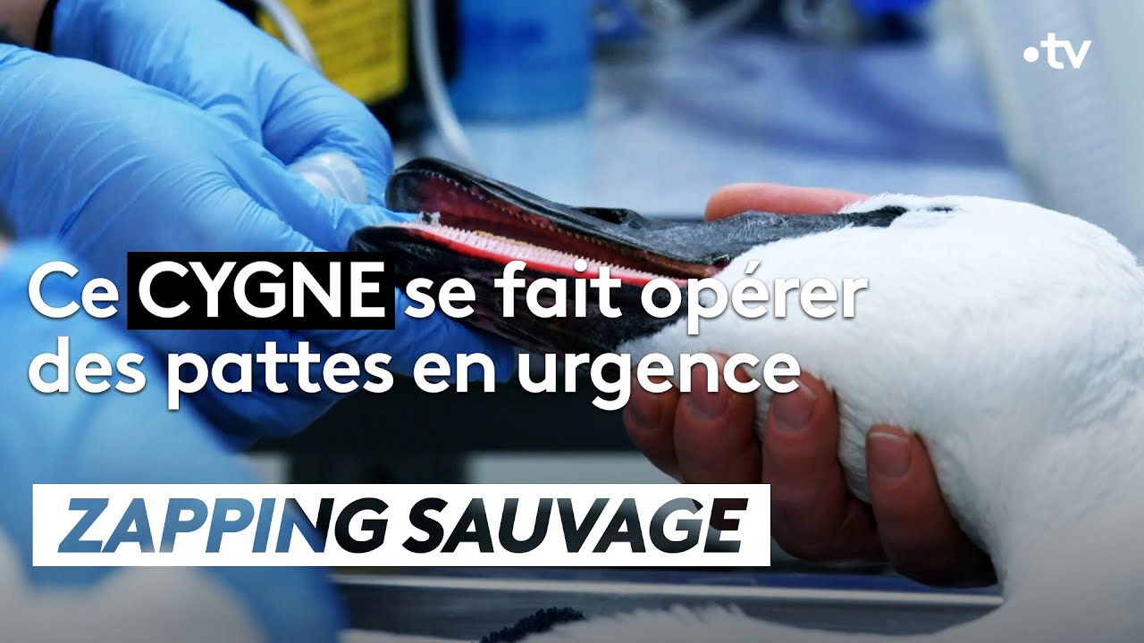 POV : ce cygne se fait opérer des pattes