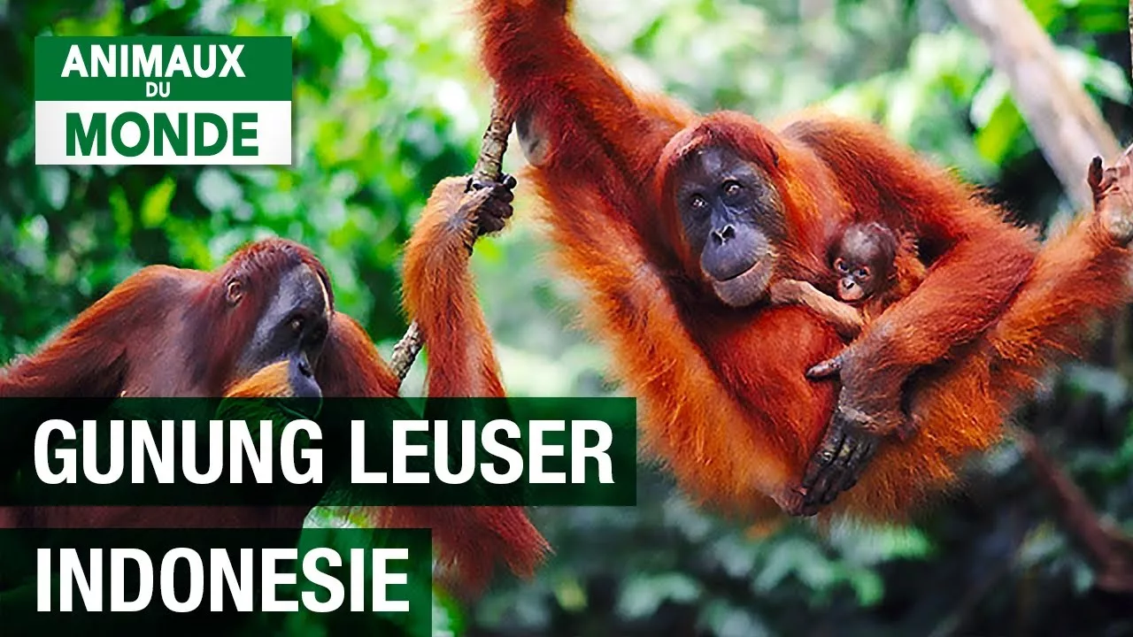 Documentaire Parc National de Gunung Leuser: sanctuaire des singes