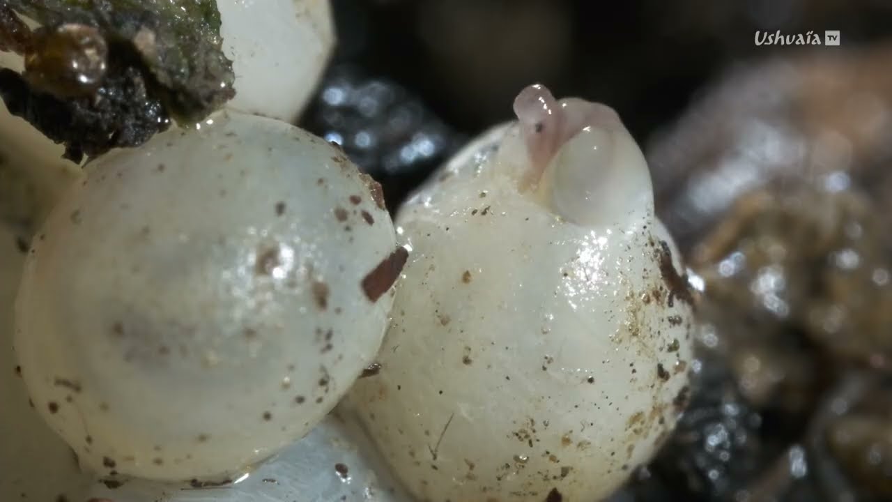 Planète collemboles, la vie secrète des sols