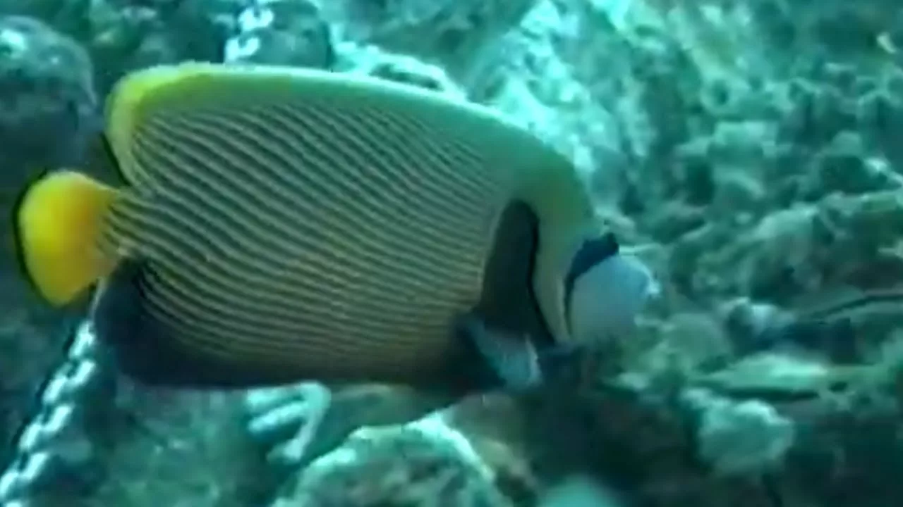 Documentaire Plongée sous-marine au milieu d’Aldabra