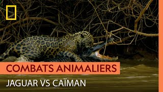 Quand le prédateur devient la proie : jaguar vs caïman