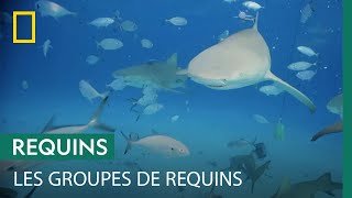 Quel est le requin le plus sociable ?