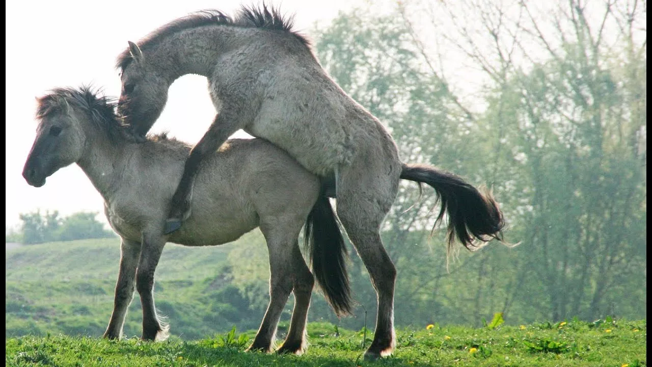 Documentaire Sexe : comment fait le cheval ?