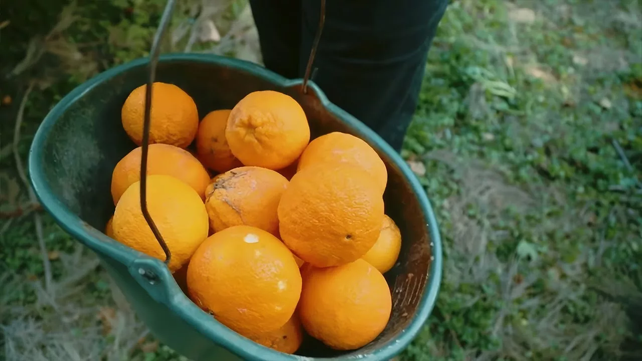 Documentaire Sous le soleil Corse : l’Orange et ses racines