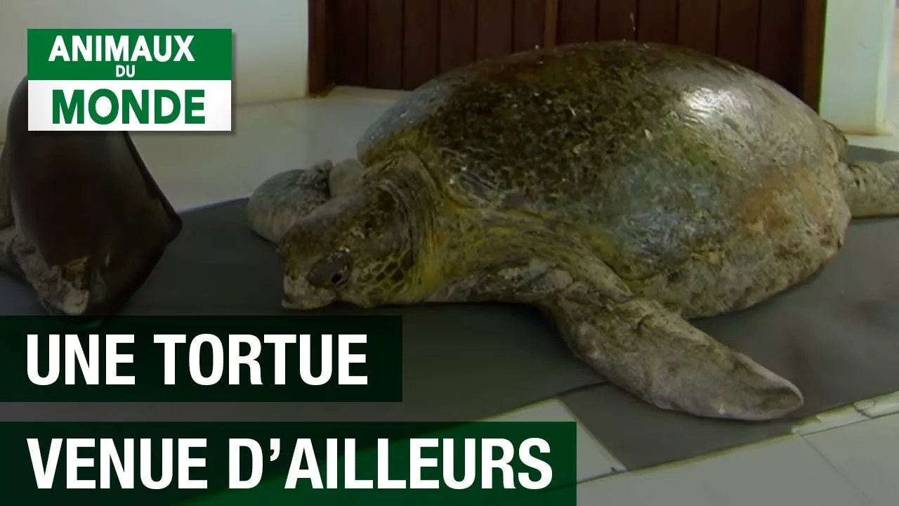 Documentaire Tortue marine en voie d’extinction ?