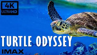 Documentaire Turtle Odyssey