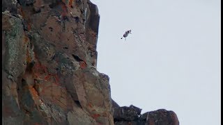 Documentaire Un poussin saute d’une falaise volontairement !