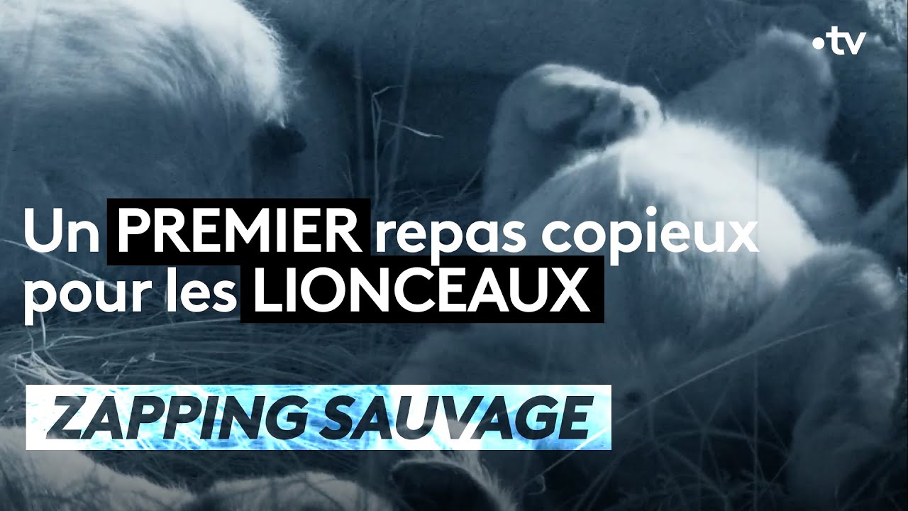 Un premier repas copieux pour les lionceaux