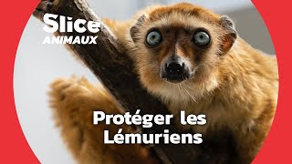 Une espèce endémique menacée