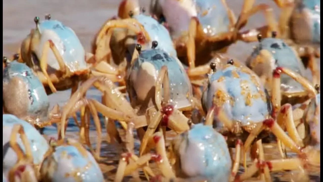 Documentaire Une armée de crabes envahit une plage