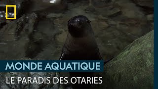Une otarie part seule en expédition et fait une merveilleuse découverte