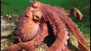 Documentaire Une pieuvre super-intelligente vole un crabe à un pêcheur
