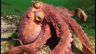 Une pieuvre super-intelligente vole un crabe à un pêcheur