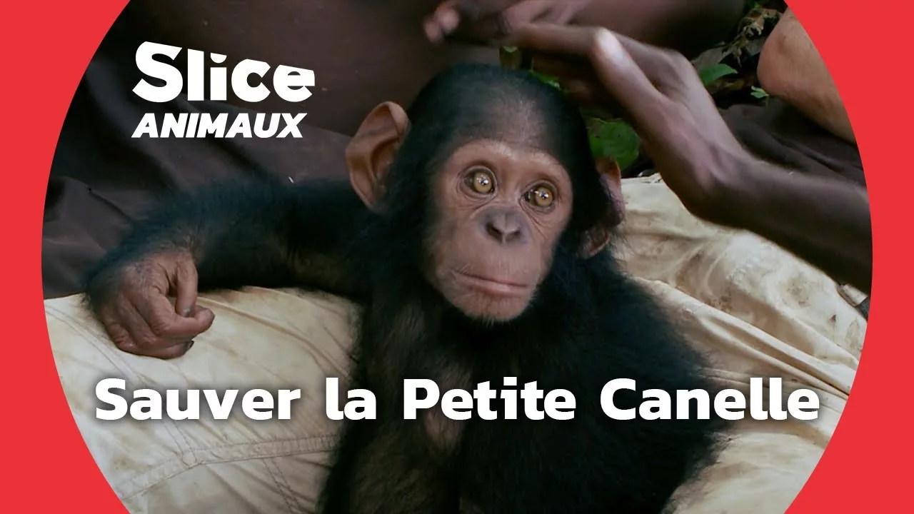 Documentaire Venir en aide aux chimpanzés orphelins